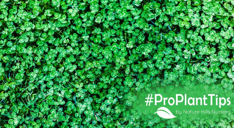 Cover Crops: the living blanket your garden needs this winter