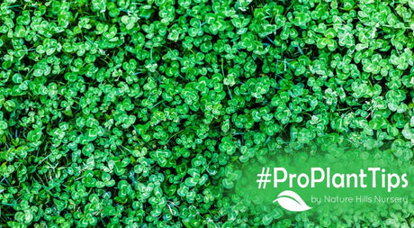 Cover Crops: the living blanket your garden needs this winter