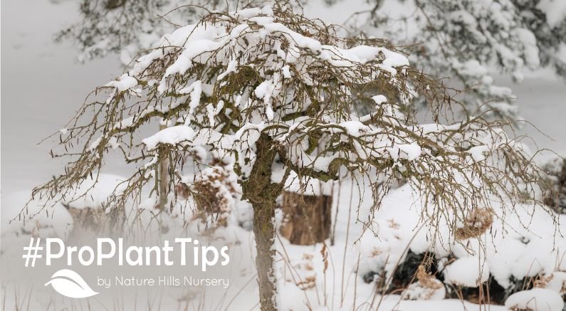 sculpt the snow this winter for four season interest