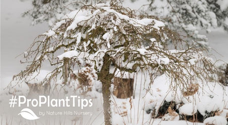 sculpt the snow this winter for four season interest