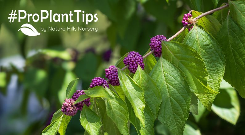 all about the beautiful beautyberry