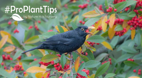 Designing A Wildlife Garden