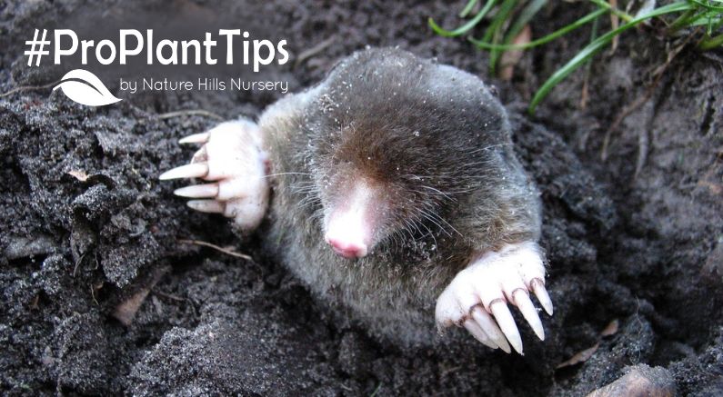 how to deal with moles in your garden