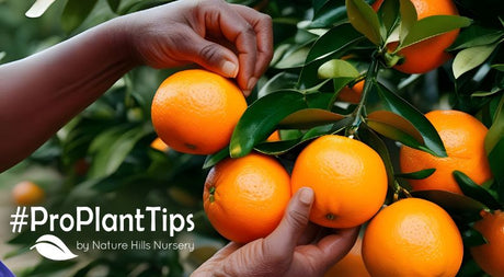 everything you need to care for and harvest citrus
