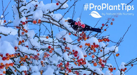 Crabapple Trees for Birds, Butterflies & Winter Beauty