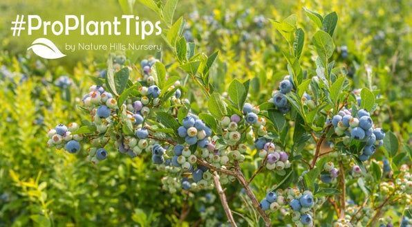 How to Grow Blueberry Bushes: Beginner's Complete Guide