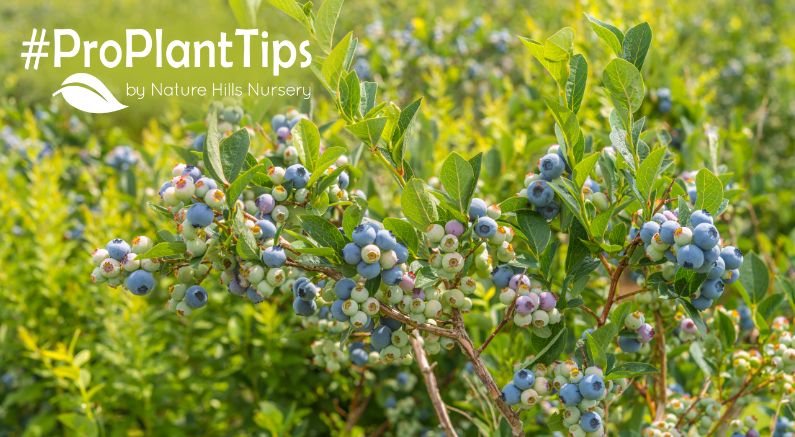 How To Grow Blueberry Bushes - Complete Guide For Beginners