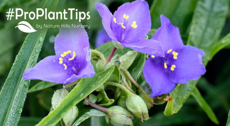 Growing and Caring For Spiderworts: Colorful, Carefree Beauty