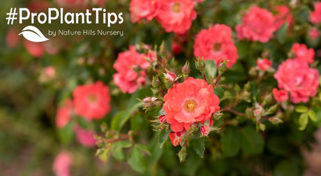 top Groundcover Roses and how to landscape with them
