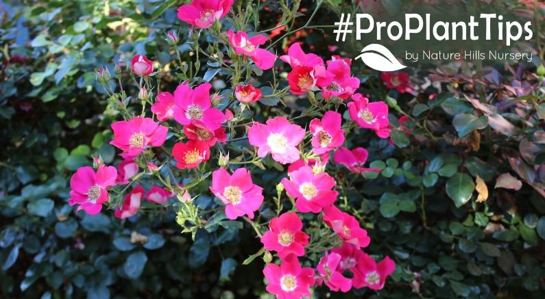 growing groundcover roses