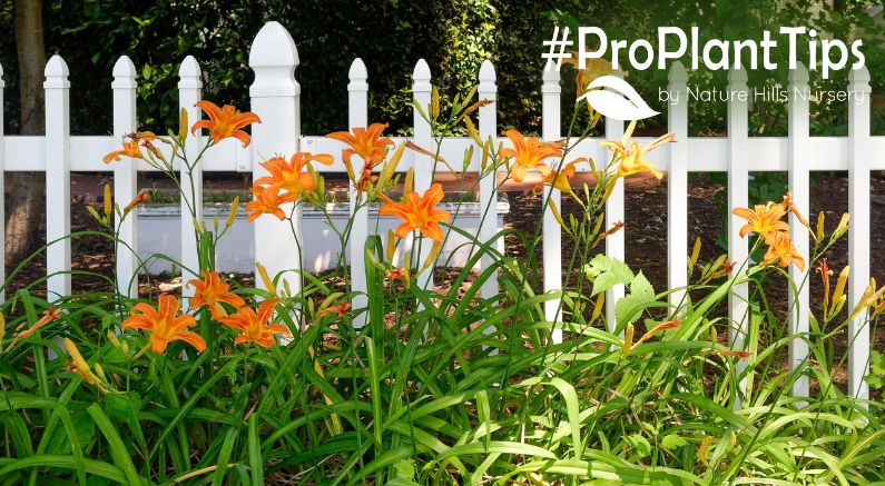 Best Daylily Varieties & Landscaping Ideas