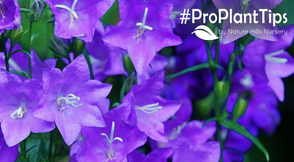 Bellflower Varieties (Campanula) for Cottage Gardens