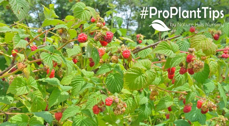 best fruit bush care for larger harvests