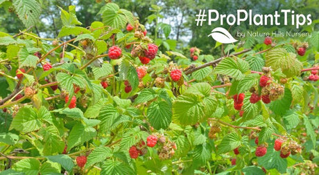 best fruit bush care for larger harvests