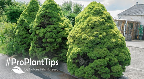 all about growing dwarf alberta spruce