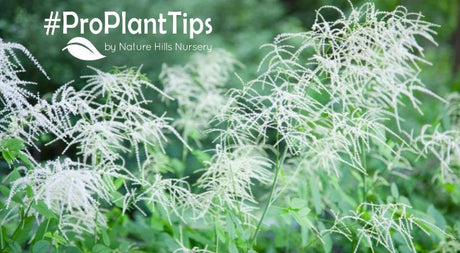 all about growing goatsbeard