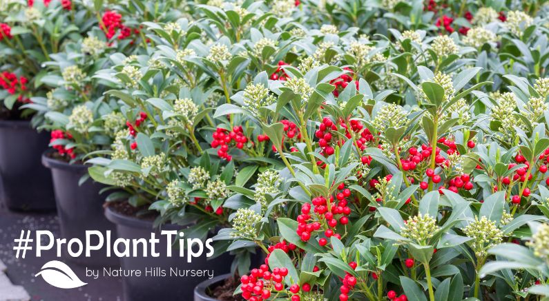 check out why live gifts are the way to go this holiday season!