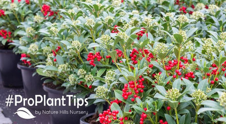 check out why live gifts are the way to go this holiday season!