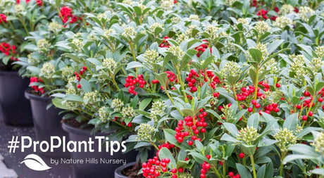 check out why live gifts are the way to go this holiday season!