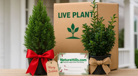 How To Choose The Perfect Outdoor Plant Gifts