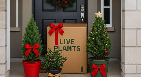 top 5 best live holiday gifts at nature hills nursery