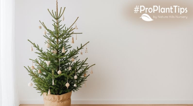 cut vs live christmas trees for best eco bang for your buck!