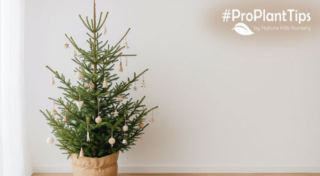 cut vs live christmas trees for best eco bang for your buck!
