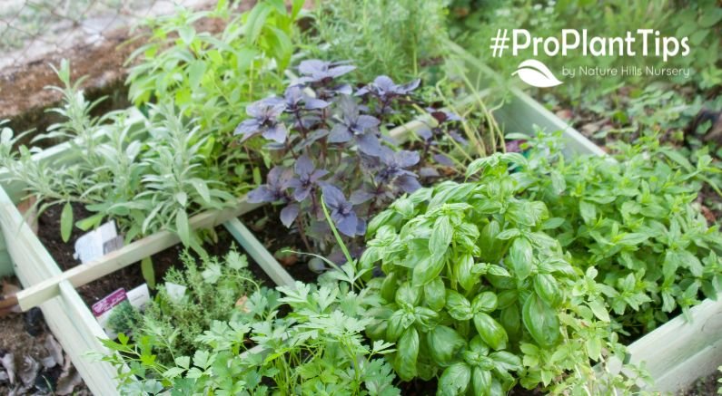 Top Herbs and How to Care for Them