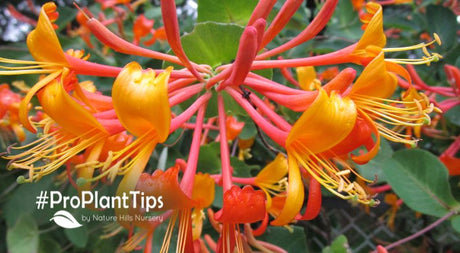using top honeysuckle vines in the garden