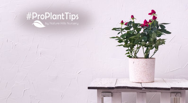 memorable live holiday plants that are more than just gifts