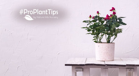 memorable live holiday plants that are more than just gifts