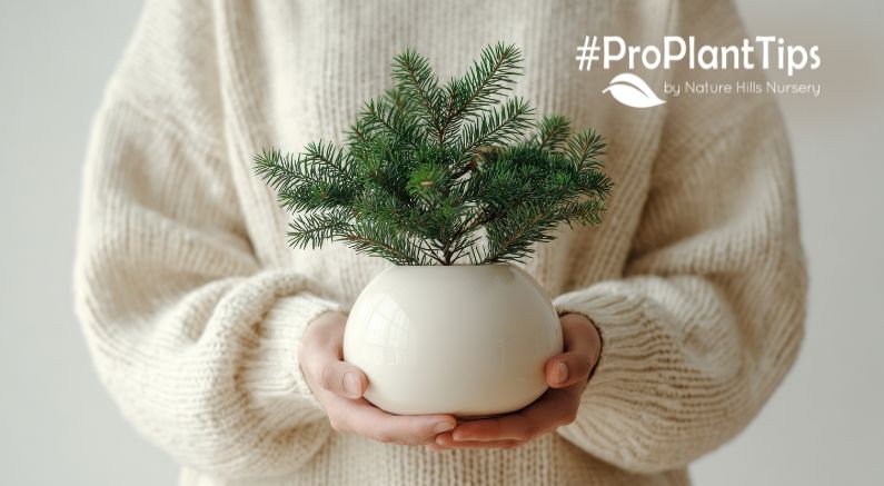 How to Present Holiday Plant Gifts Beautifully