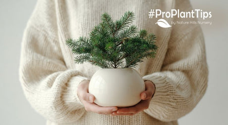 How to Present Holiday Plant Gifts Beautifully