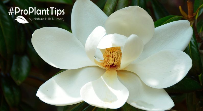 check out the top Magnolia trees for 4 season beauty