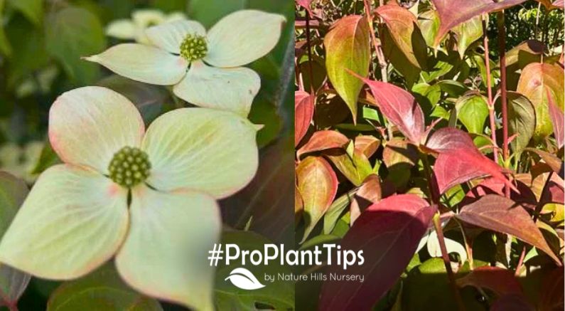 Introducing: The SmokeShow™ Kousa Dogwood! - Nature Hills Nursery