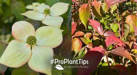 Introducing: The SmokeShow™ Kousa Dogwood! - Nature Hills Nursery