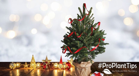 Holiday Garden Gifts: Long-Lasting Outdoor Plants