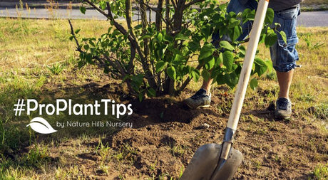how to transplant lilac bushes