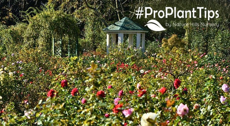 The complete groundcover rose care guide