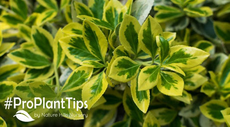 Shape-Shifting Euonymus - The Everything Evergreen!