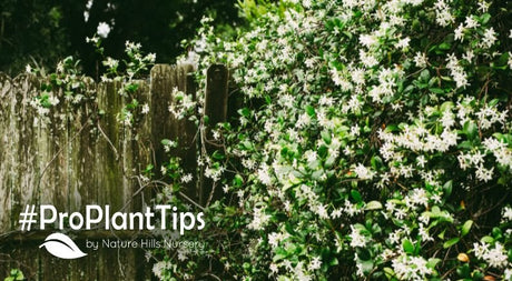 shop flowering vines with fragrance at naturehills.com