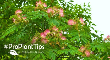 Mimosa Trees at naturehills.com