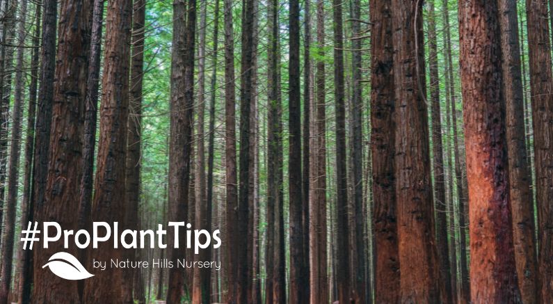 identifying and growing redwood trees at naturehills.com