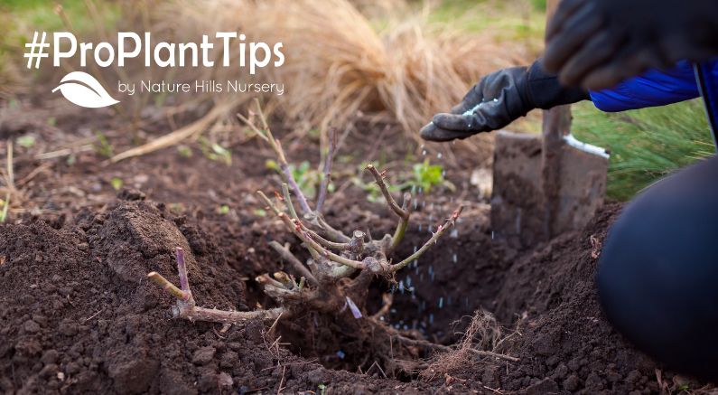 learn how to plant rose bushes at naturehills.com