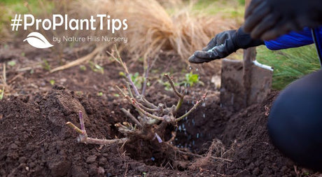 learn how to plant rose bushes at naturehills.com