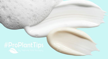 Plants that reflect Pantones 2026 Color of the Year