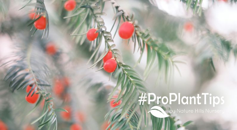 Winter Wonders: Evergreen Shrubs That Shine All Season