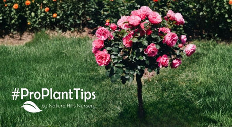 learn all about miniature roses and rose trees at naturehills.com
