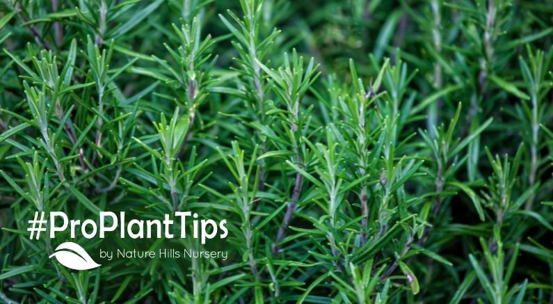 Rosemary: The Fragrant Herb With Evergreen Shrub Attitude