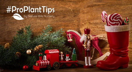 plants for the entire 12 days of christmas at nature hills nursery